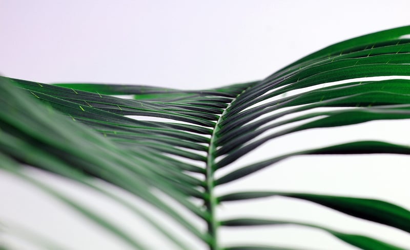 Palm Leaves and Bamboo Accents