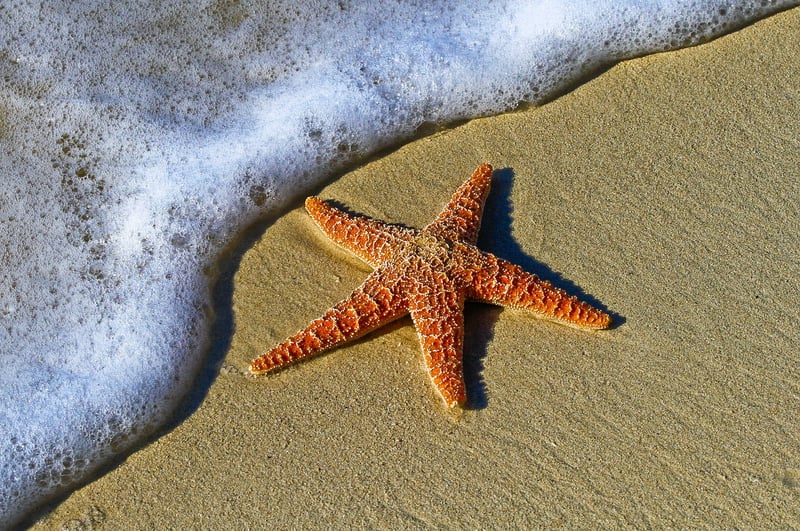 Seashells and Starfish Details
